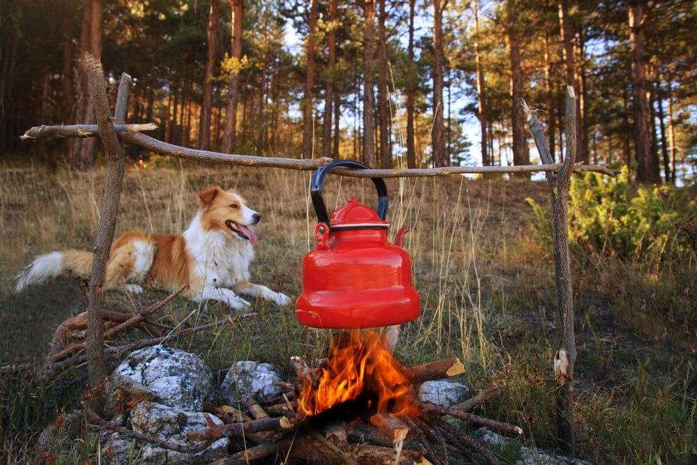 Resting dog and a red kettle in the wods