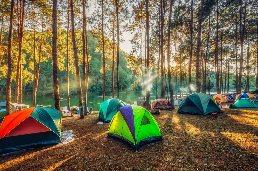 Camping tents under pine trees in campsite