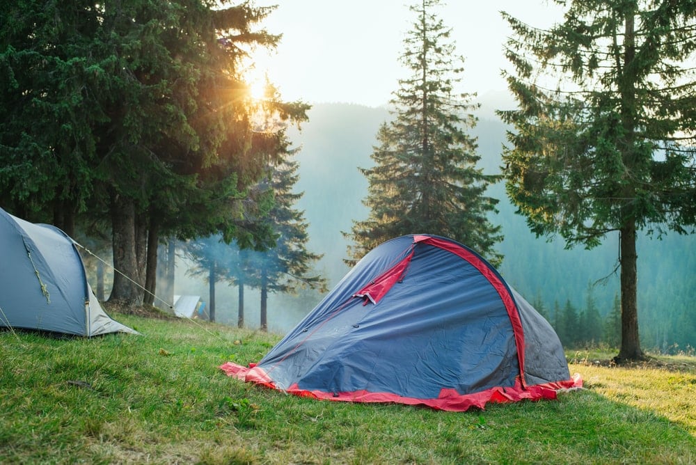 Tents beside pine trees