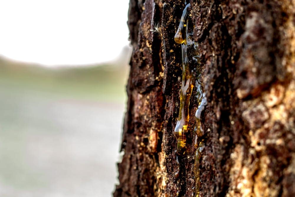 Close up tree sap