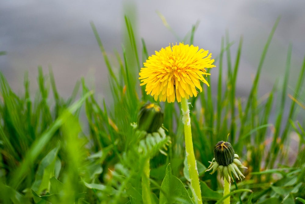 Close up picture of dandelions in the appalachian trail