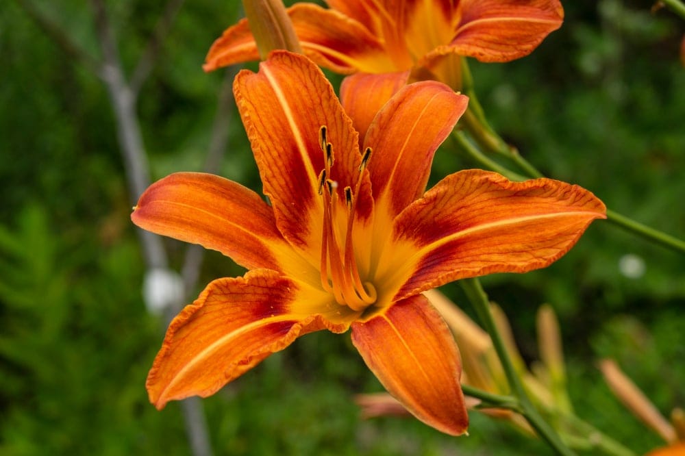 Close up picture of daylily in the appalachian trail