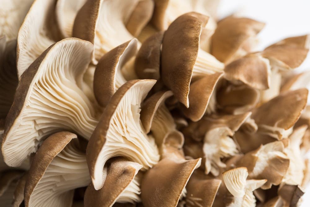 Close up picture of oyster mushroom in the appalachian trail