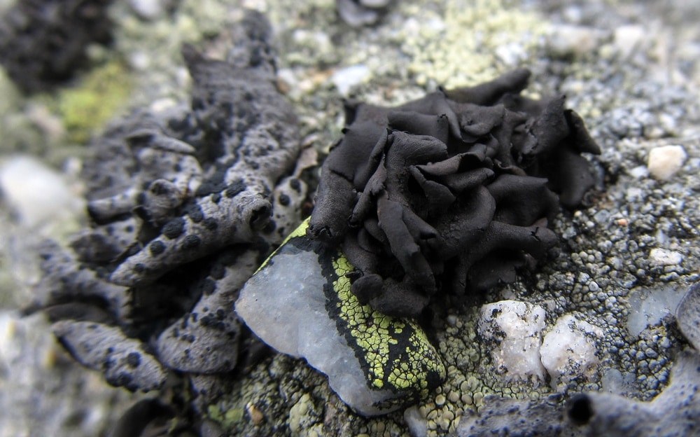 Close up picture of rock tripe in the appalachian trail