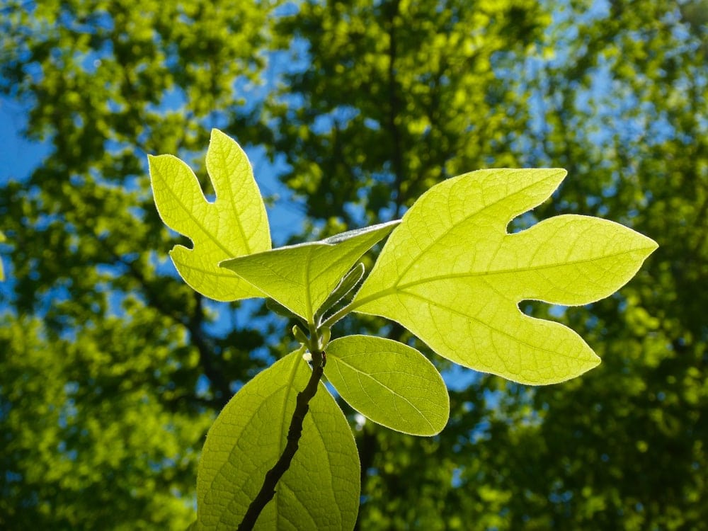 Close up picture of Sassafras in the appalachian trail