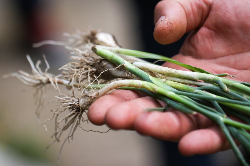 A hand holding a bunch of scallions found in appalachian trail