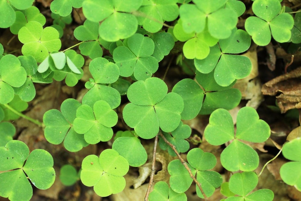 Close up picture of sorrel growing in the appalachian trail