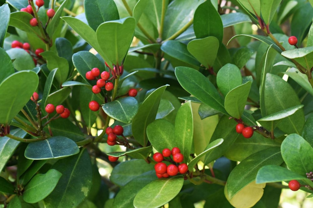 Close up picture of teaberries in the appalachian trail