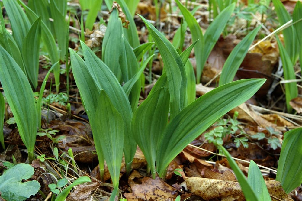 Close up picture of wild leeks in the appalachian trail