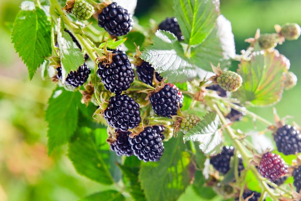 Close up picture of blackberries in the appalachian trail