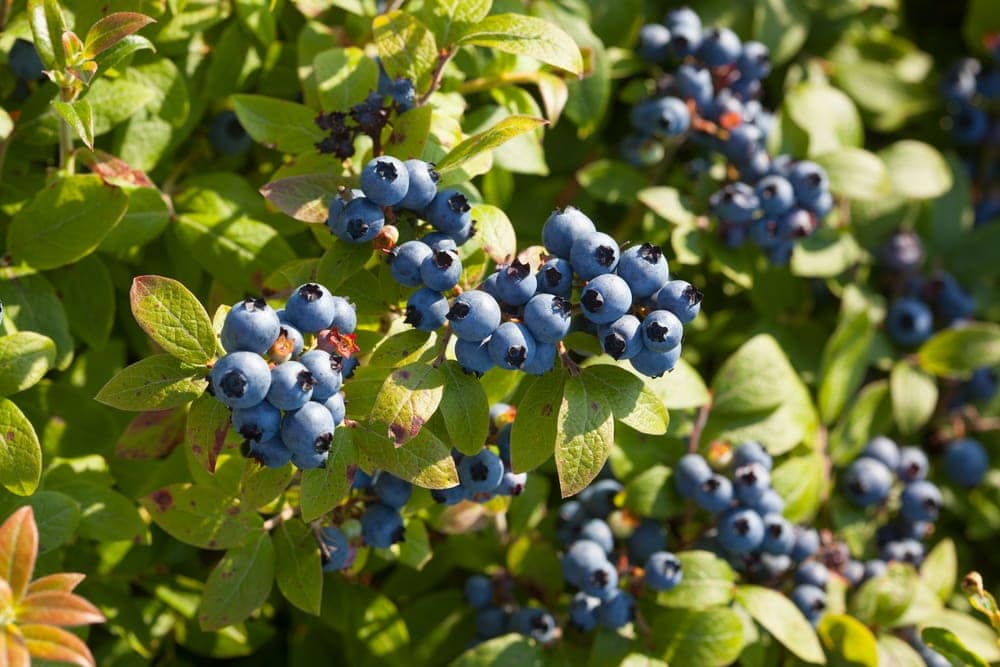Close up picture of blueberries in the appalachian trail
