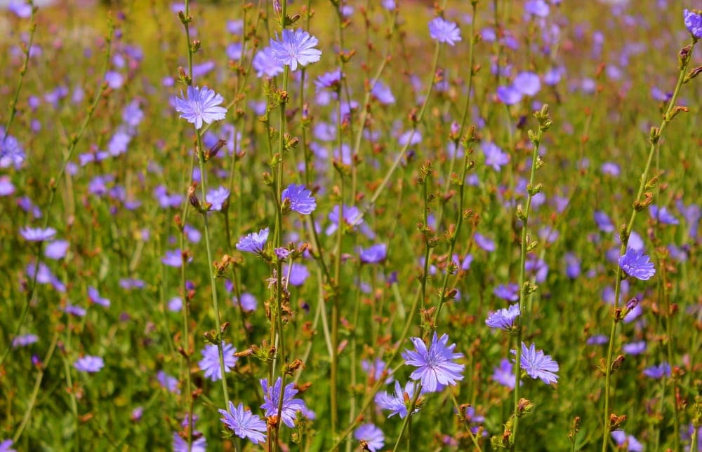 Close up picture of chicory in the appalachian trail