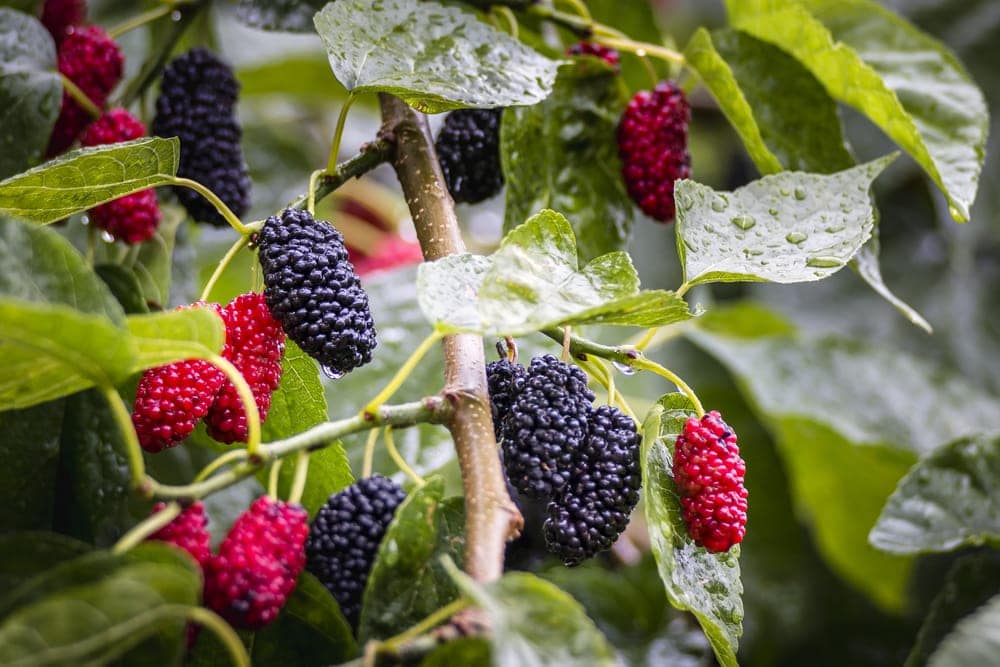Close up picture of mulberries in the appalachian trail