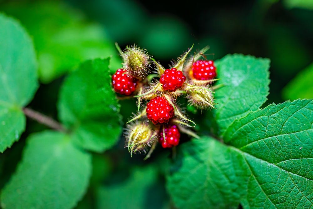 Close up picture of wineberries and its leaves in the appalachian trail