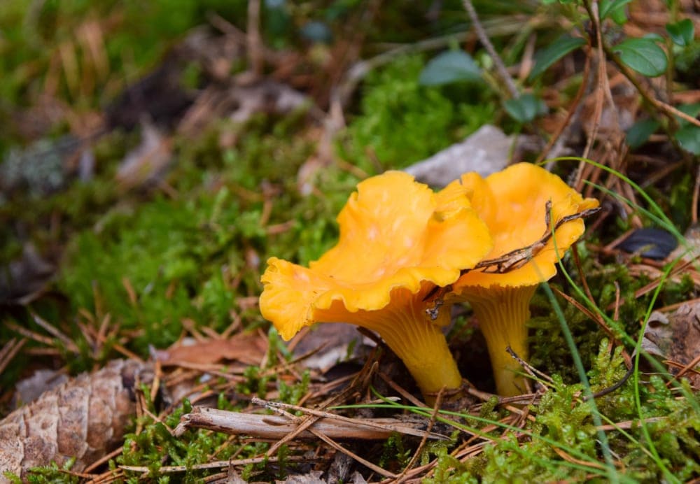 Close up picture of chanterelle in the appalachian trail