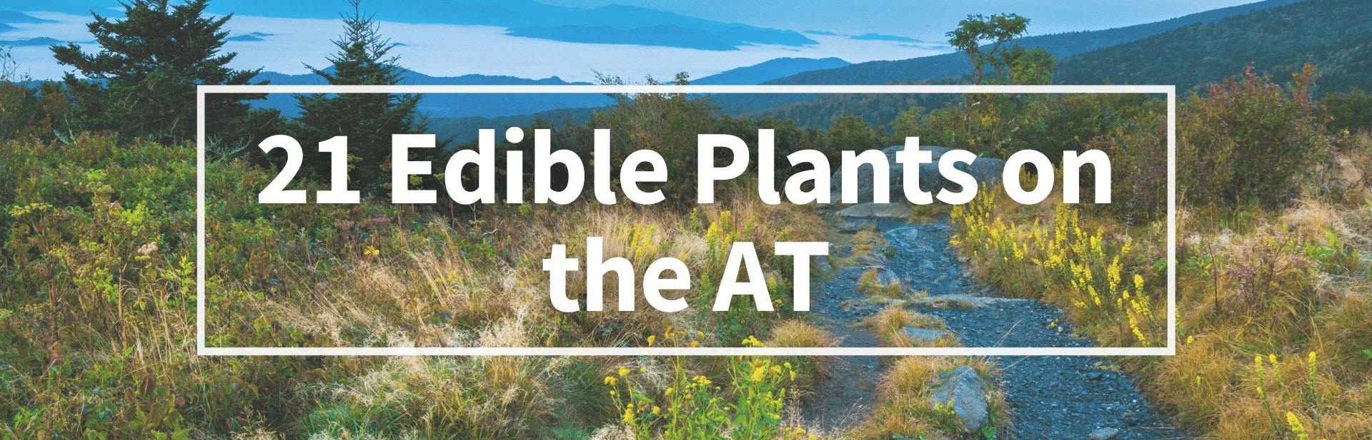 21 Edible Plants on AT Cover