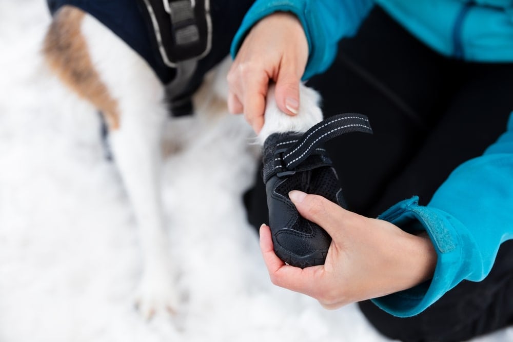 Camper putting a boot to her dog's foot while camping in the snow