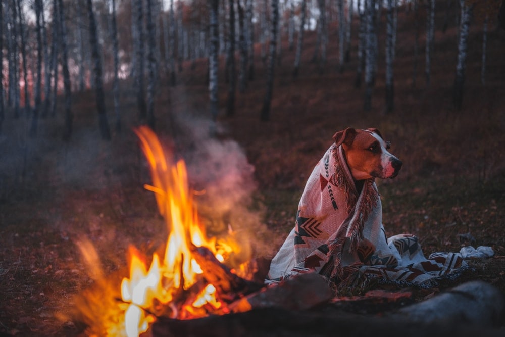 Dog covered up with a blanket while camping