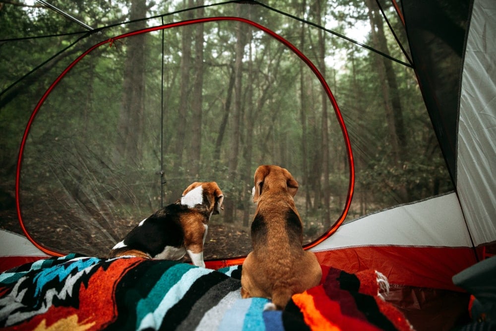 Dogs looking at the trees from inside a camping tent