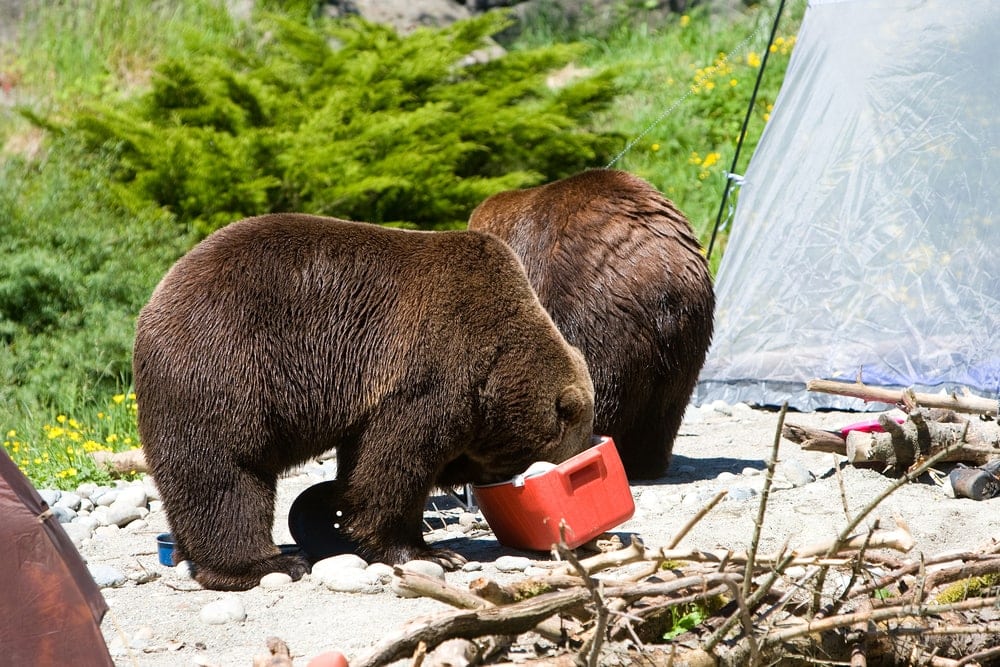 Grizzly bears eating the food in a camping cooler