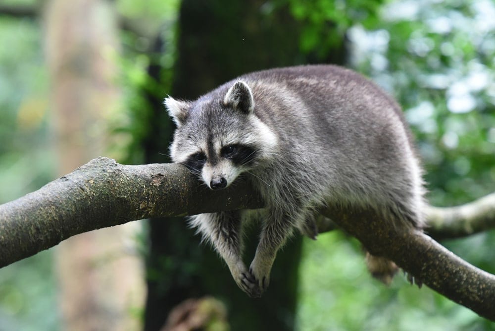 A raccoon resting on a tree branch