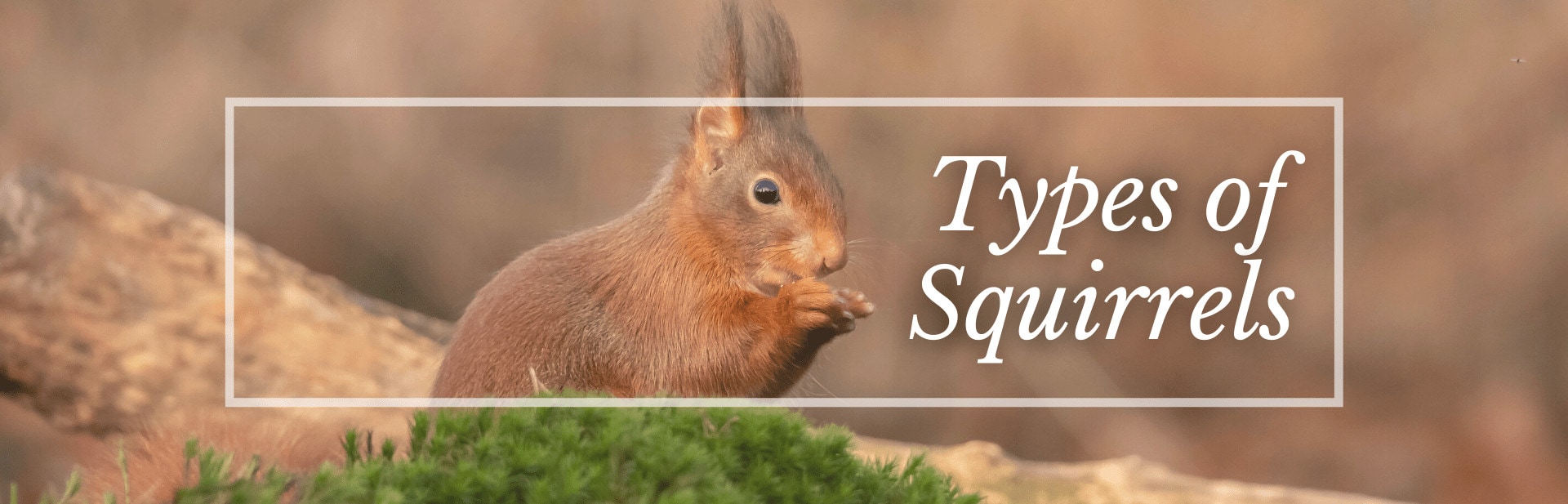 Types of squirrel featured photo