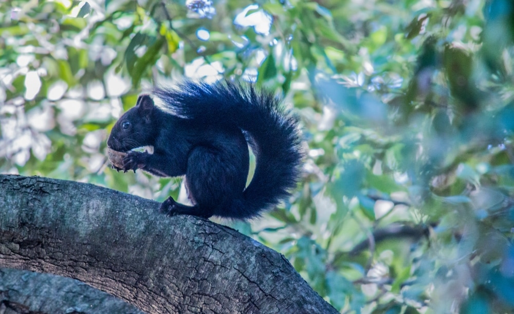 photo of Calabrian black squirrel eating a nut