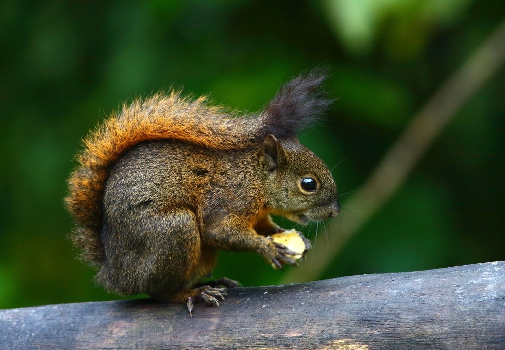 photo of a Central American dwarf squirrel eating a nut on a branch