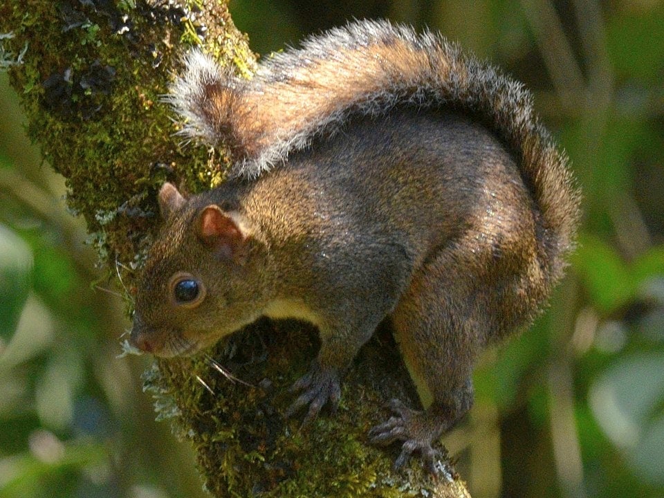 photo of Deppe’s squirrel