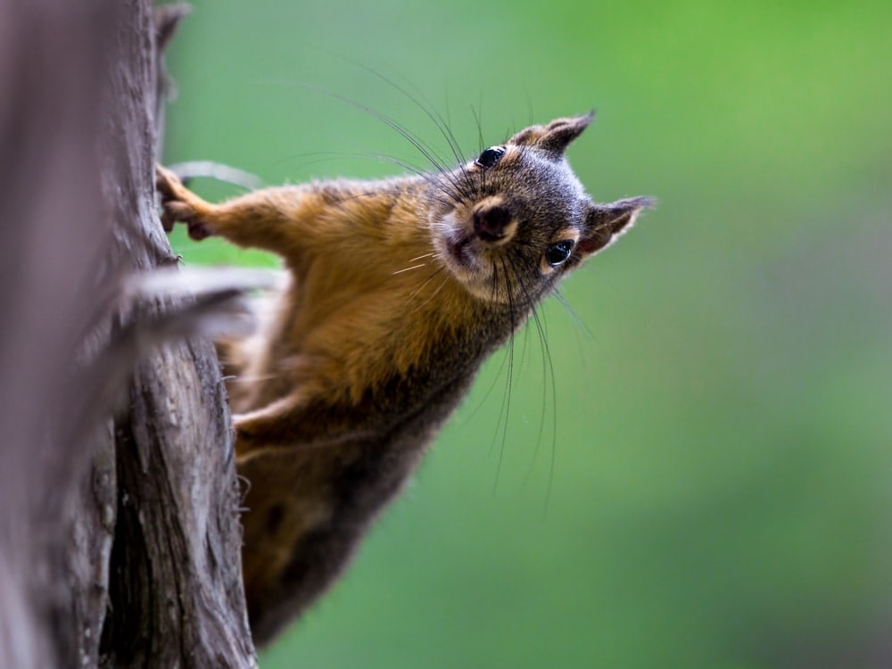 Douglas squirrel looking at the camera