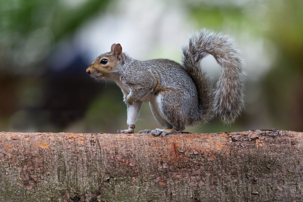 photo of eastern gray squirrel 