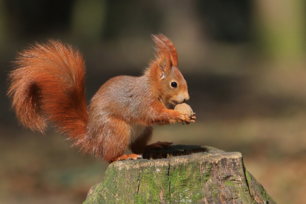 photo of Eurasian red squirrel trying to eat a nut