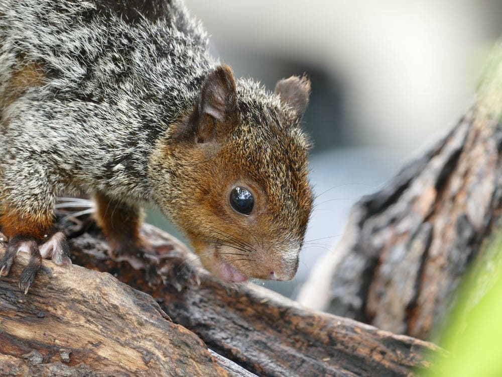 closeup photo of Guayaquil squirrel