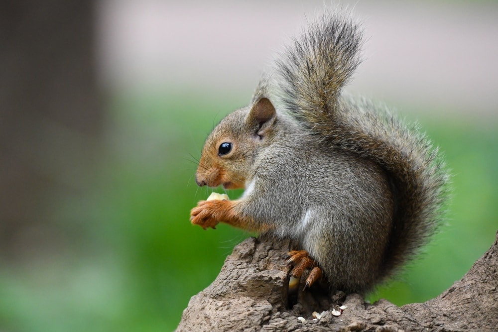 Japanese squirrel holding its food