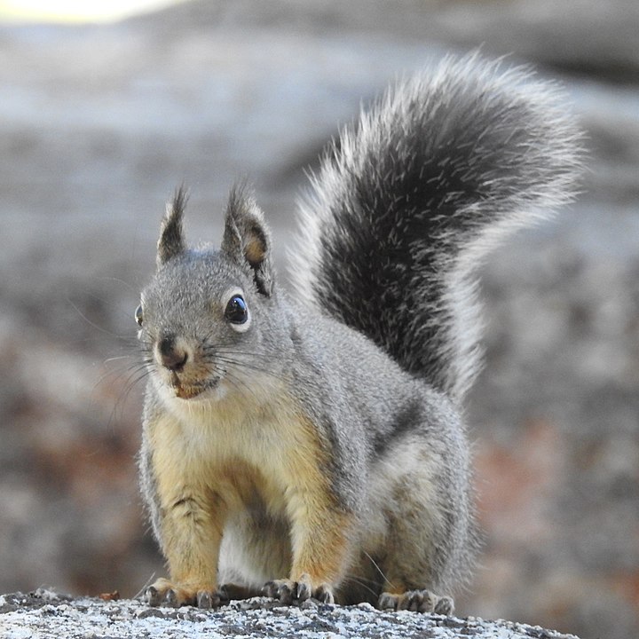 Mearn’s squirrel