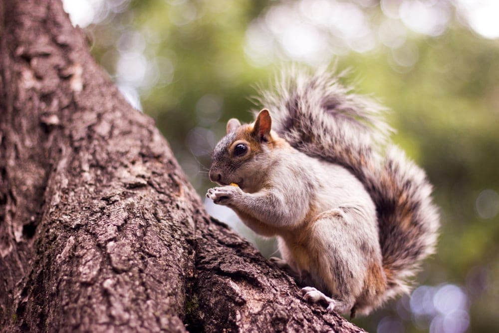 Mexican gray squirrel eating