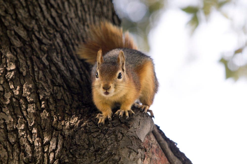 Persian squirrel
