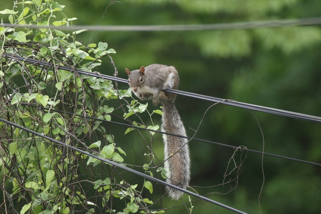 Peters’s squirrel hanging on a cable