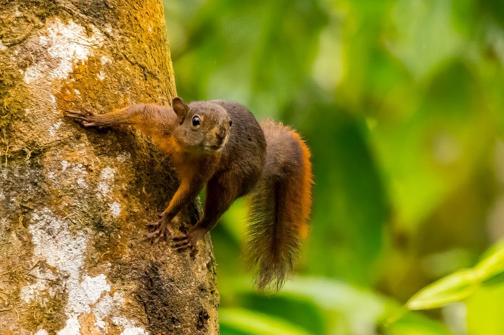 red-tailed squirrel holding on a tree
