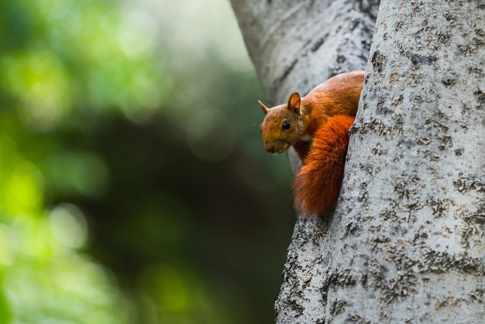 southern Amazon red squirrel