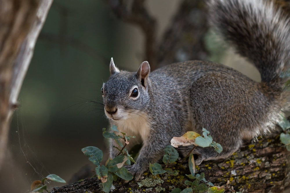 western gray squirrel sitting on leaves