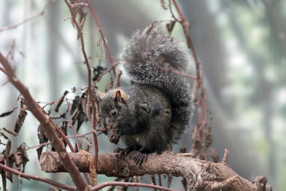 Yucatan squirrel and dried leaves 