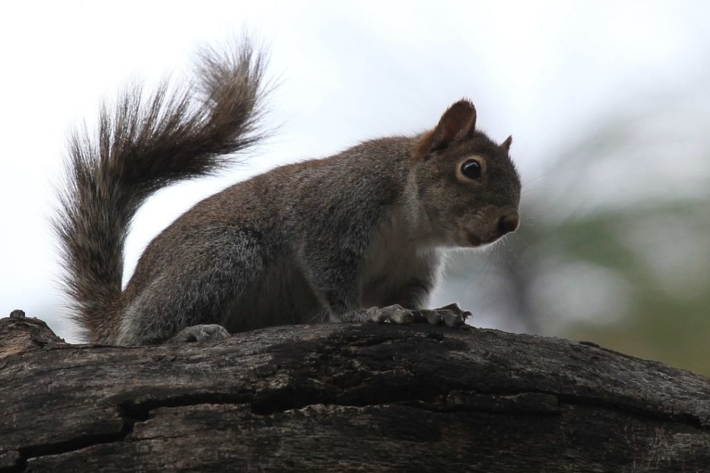 a tree squirrel looking down