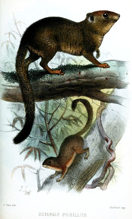 sketch of neotropical pygmy squirrel