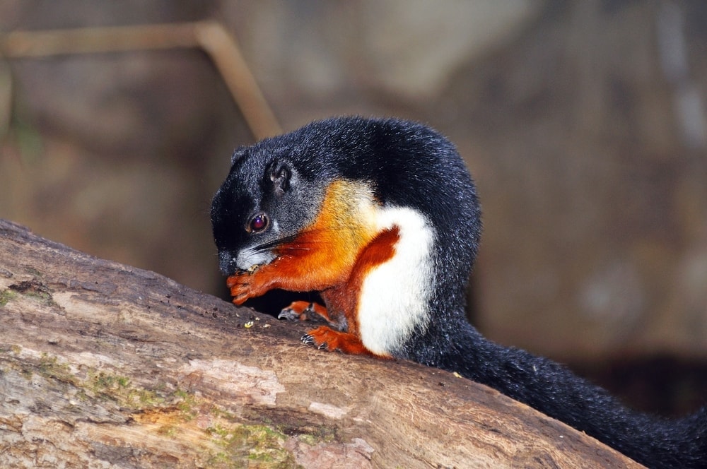 a squirrel from Callosciurinae subfamily