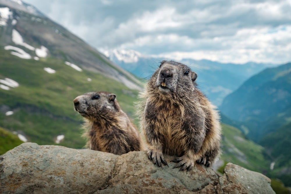 two ground squirrels on a rock