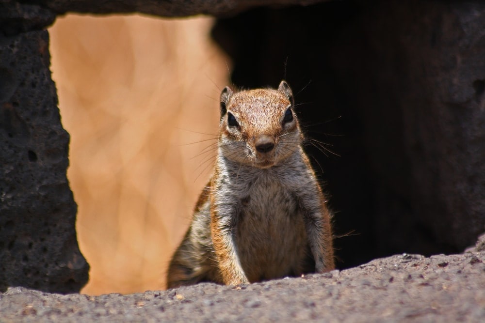 a squirrel from tribe Xerini