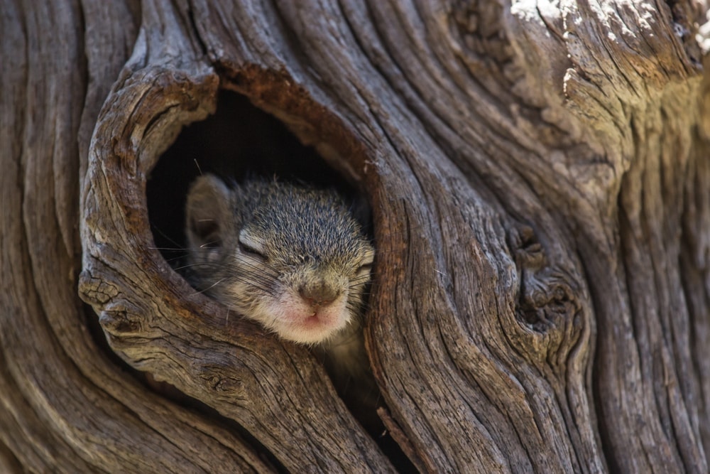 a squirrel from tribe Protoxerini sleeping 