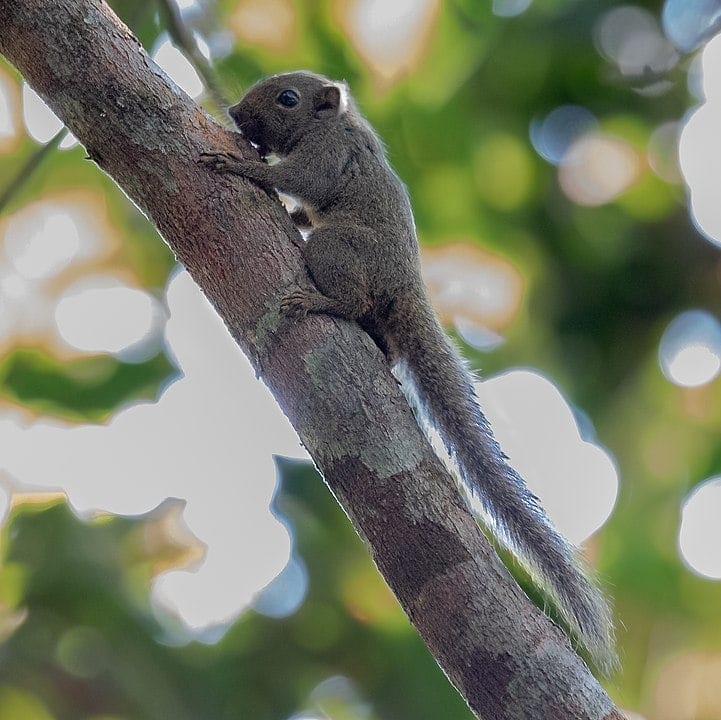 Picture of an Amazon dwarf squirrel (Microsciurus flaviventer)