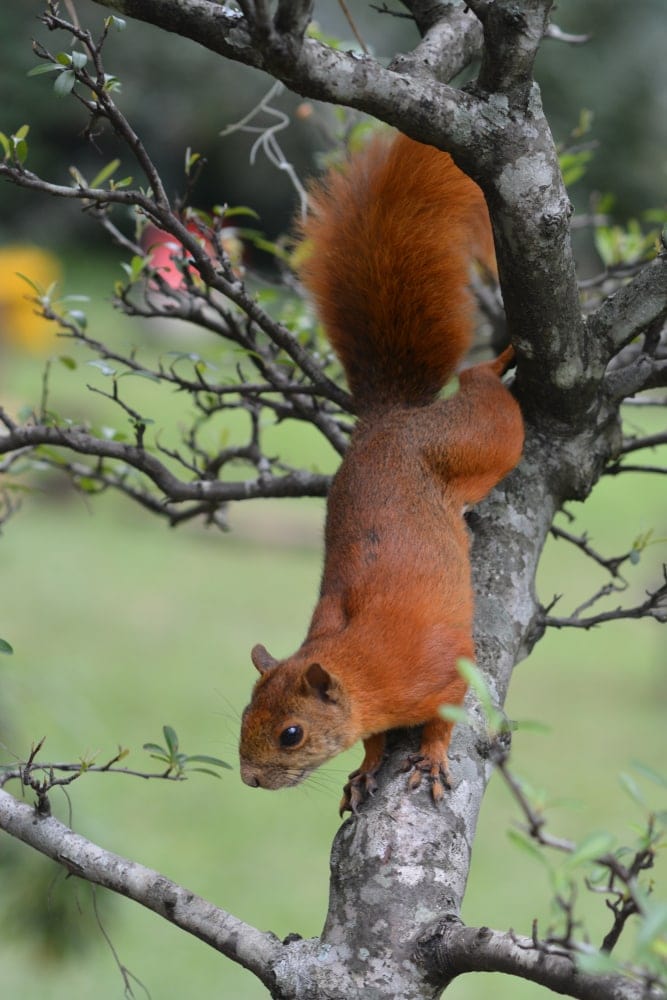 photo of Andean squirrel on a tree branch